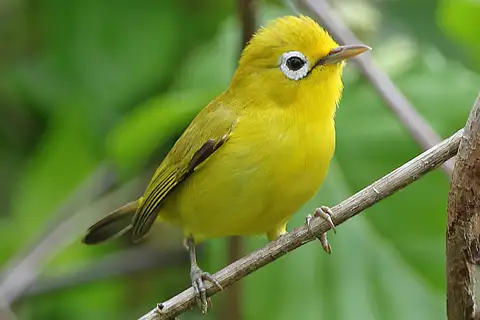 Wakatobi White-eye