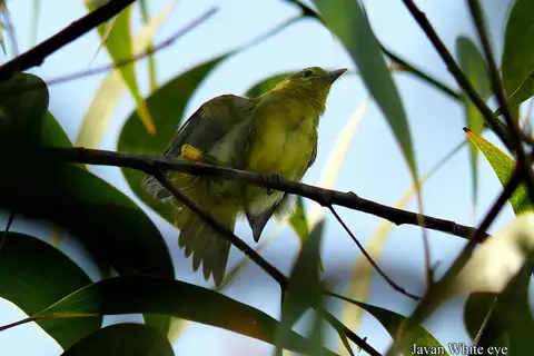 Javan White-eye