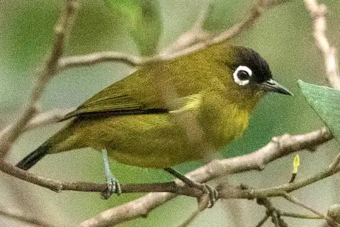 Capped White-eye