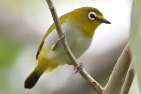 Kai Besar White-eye