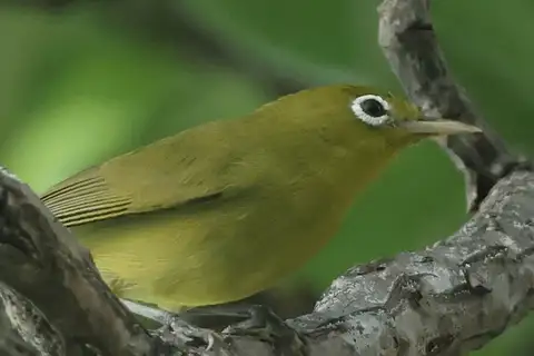 Louisiade White-eye