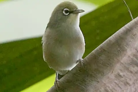 Annobon White-eye