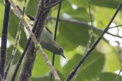 Bougainville White-eye