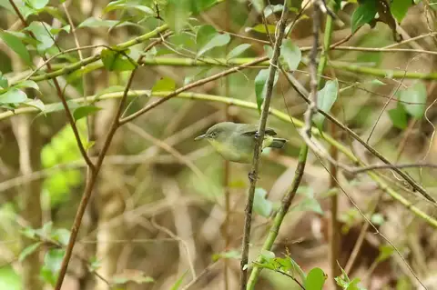 Plain White-eye