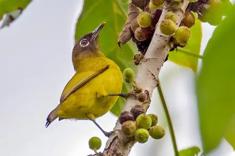 Bismarck White-eye