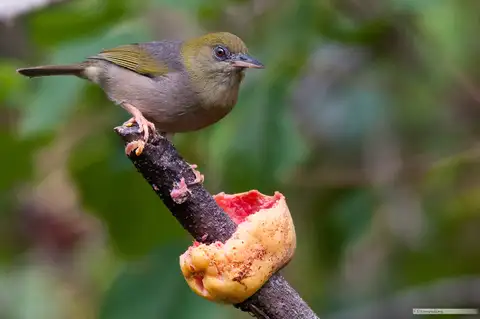Large Lifou White-eye