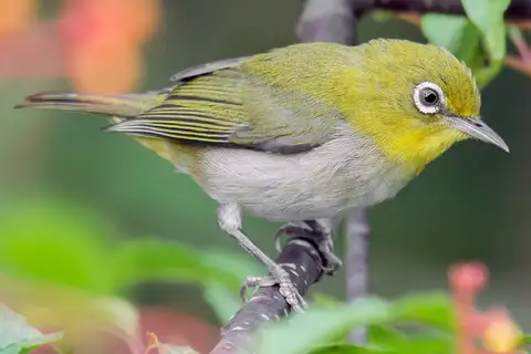 Warbling White-eye