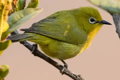 Angola White-eye