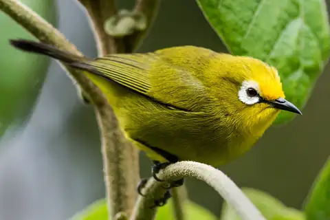 Kikuyu White-eye