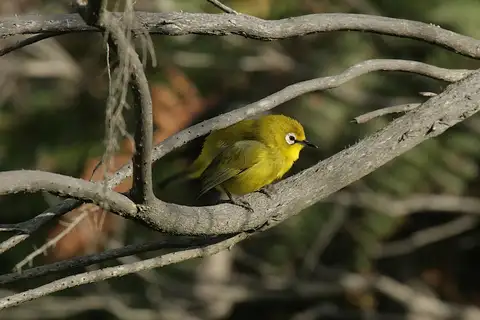 Kirk's White-eye