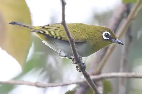 Ambon White-eye