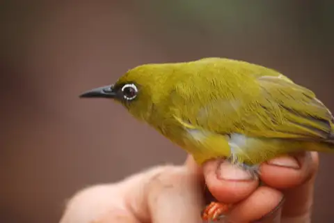 Solomons White-eye