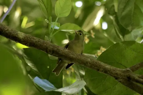 Sanford's White-eye