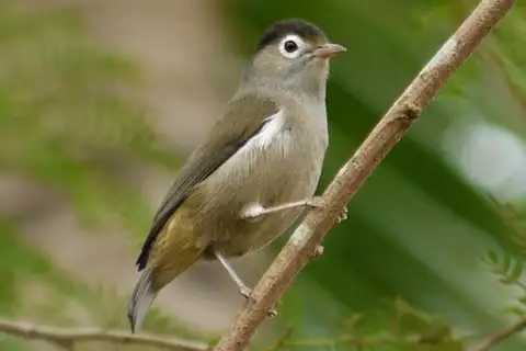 Black-capped Speirops