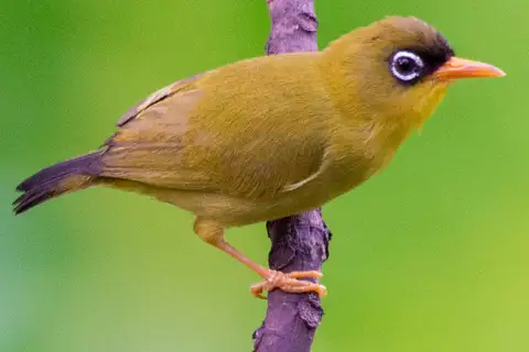 Gizo White-eye