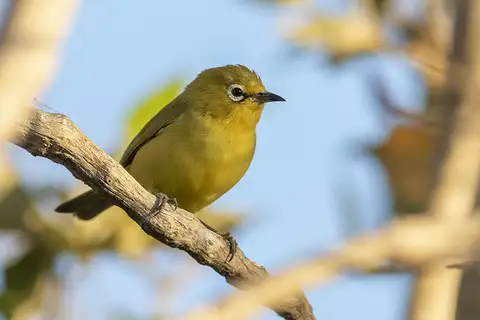 Canary White-eye
