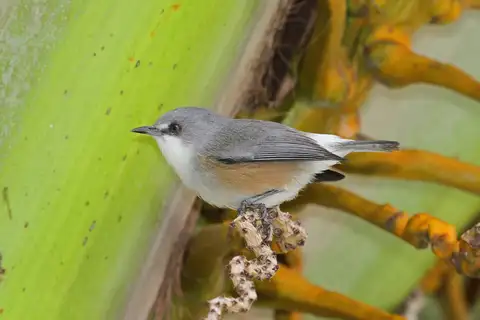 Mauritius Grey White-eye