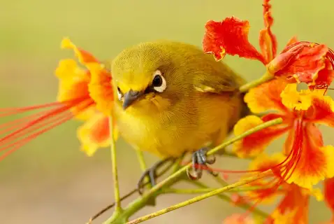 Mayotte White-eye