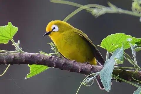 Mbulu White-eye