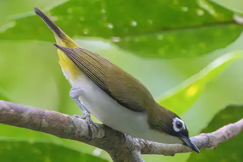 Tagula White-eye