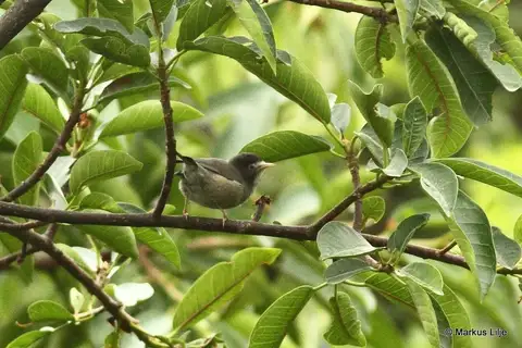 Mount Cameroon Speirops