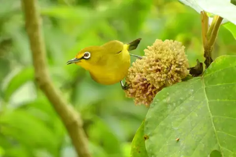 Sangkar White-eye