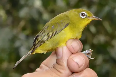 Meratus White-eye