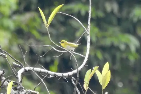 Yellow-throated White-eye