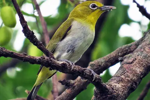Lowland White-eye