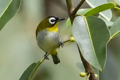 Black-fronted White-eye