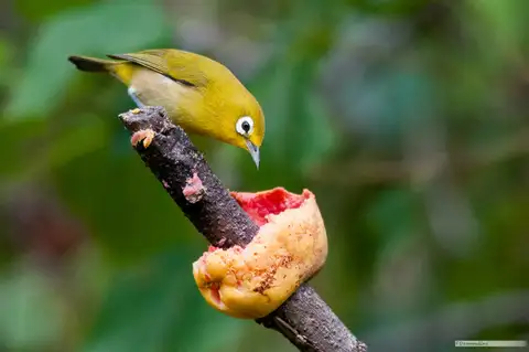 Small Lifou White-eye