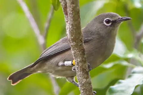 Seychelles White-eye