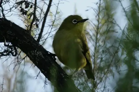 Karthala White-eye