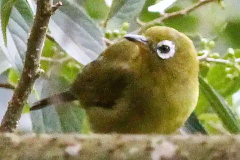 Kolombangara White-eye