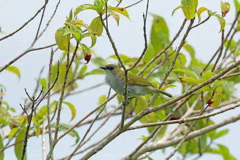 Biak White-eye