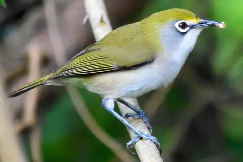 Christmas White-eye