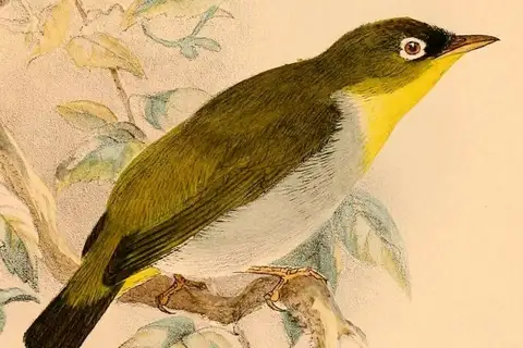 Sangihe White-eye