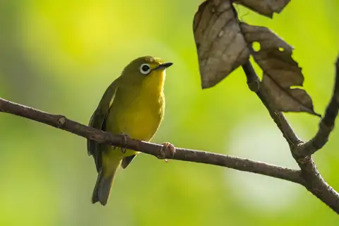 Yellowish White-eye