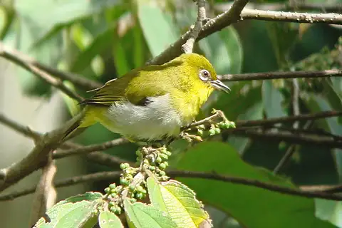 Papuan White-eye