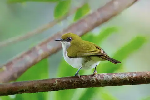 Guadalcanal White-eye
