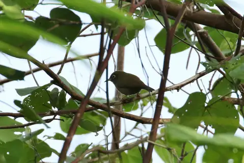 Olive-colored White-eye