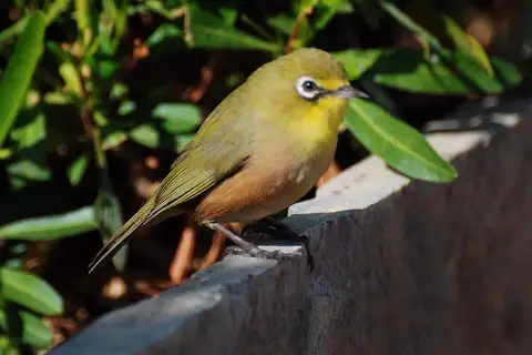 Orange River White-eye