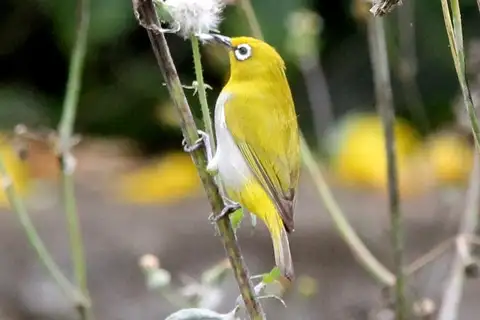 Indian White-eye
