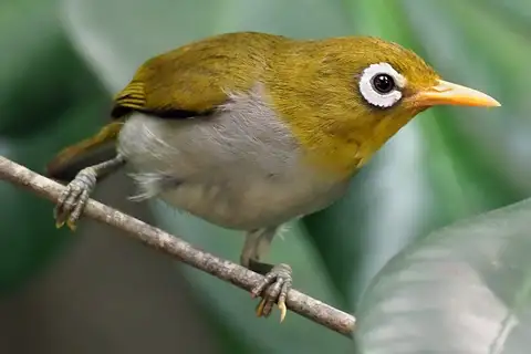 Wangi-wangi White-eye
