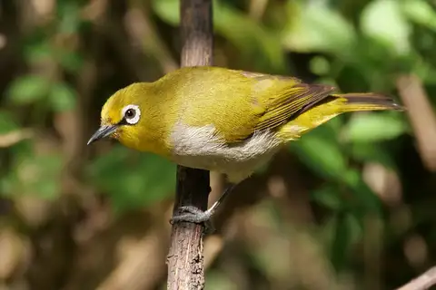 Ethiopian White-eye
