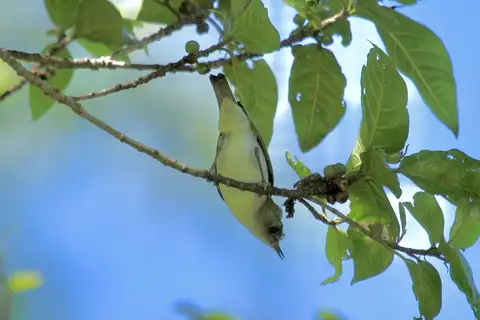Makira White-eye