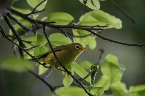 Rota White-eye