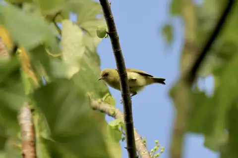 Santa Cruz White-eye