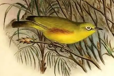 Marianne White-eye