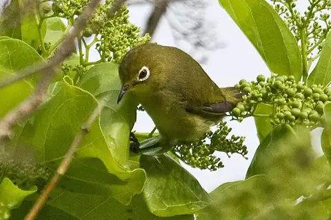 Citrine White-eye